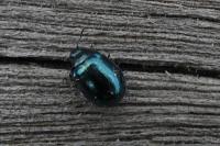 Plagiodera versicolora