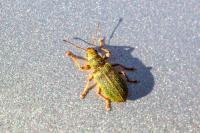 Pachyrhinus lethierryi