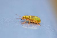 Pachyrhinus lethierryi