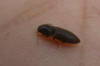 Agriotes