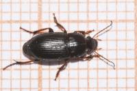 Harpalus anxius