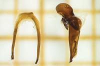 Harpalus anxius