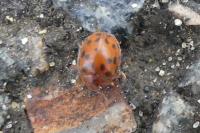 Subcoccinella vigintiquatuorpunctata