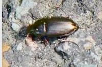 Amara aenea