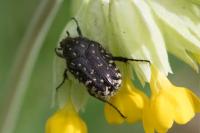 Oxythyrea funesta