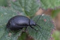 Galeruca tanaceti