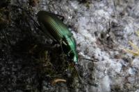 Poecilus