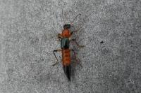 Paederus
