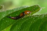 Tachyporus