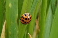 Harmonia axyridis