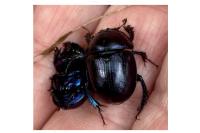 Anoplotrupes stercorosus