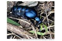 Meloe violaceus