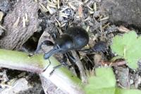 Liparus coronatus