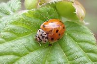 Adalia decempunctata