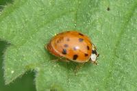 Harmonia axyridis