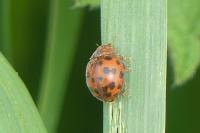 Subcoccinella vigintiquatuorpunctata