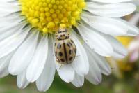 Tytthaspis sedecimpunctata