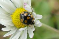 Coccinula quatuordecimpustulata