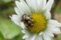 Coccinula quatuordecimpustulata
