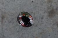 Exochomus quadripustulatus