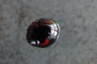 Exochomus quadripustulatus