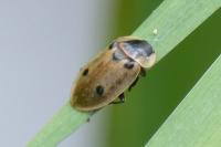 Dendroxena quadrimaculata