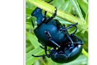 Timarcha tenebricosa