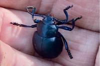 Timarcha tenebricosa
