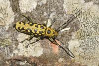 Saperda scalaris