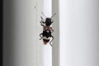 Clerus mutillarius
