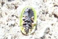 Cassida rubiginosa