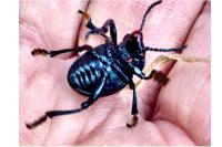 Timarcha tenebricosa