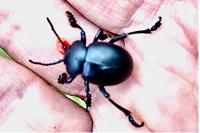Timarcha tenebricosa