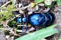 Meloe violaceus