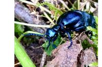 Meloe violaceus