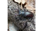 Lucanus cervus