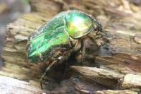 Cetonia aurata