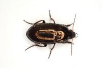 Amara aenea
