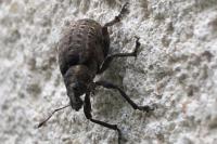 Liophloeus tessulatus