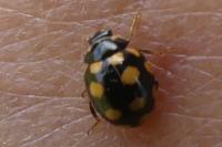 Coccinula quatuordecimpustulata