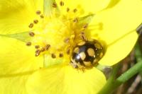 Coccinula quatuordecimpustulata