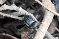 Phosphuga atrata