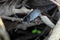 Phosphuga atrata