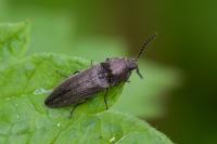 Cidnopus pilosus