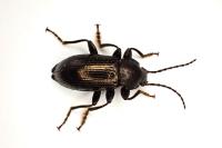 Stenomax aeneus