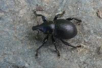 Liparus coronatus