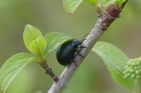 Chrysolina fuliginosa