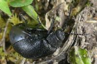 Galeruca tanaceti