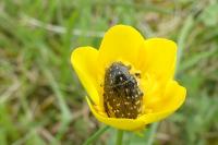 Oxythyrea funesta