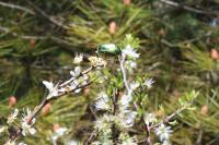 Cetonia aurata